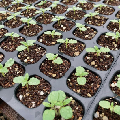 厳選されたごま・えごま